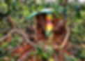 Our-Treehouses-04.jpg