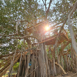 #160 - SHREYAS' BANYAN PLAYGROUND