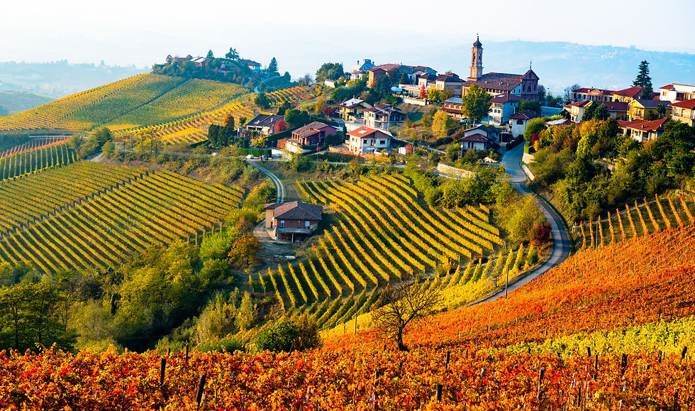 Piedmont Vineyard in Fall.jpeg