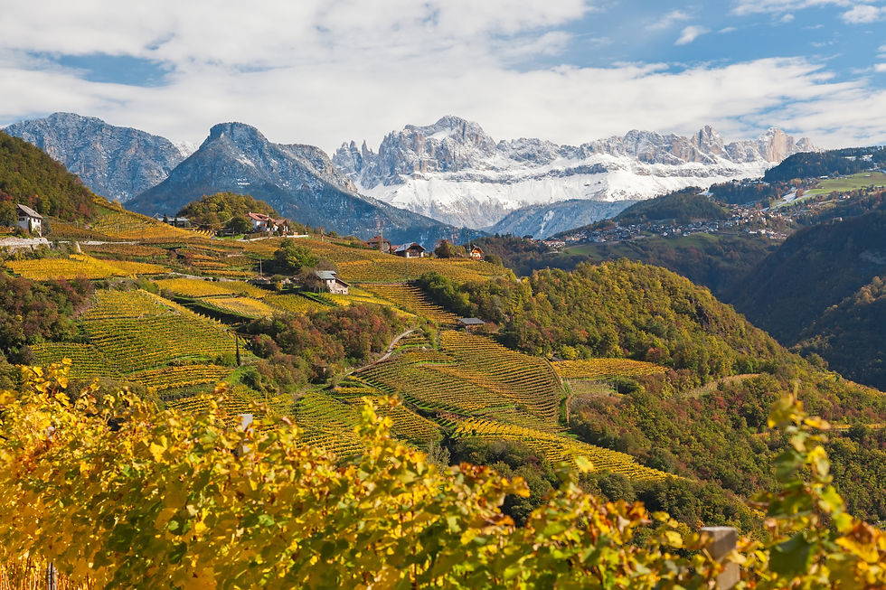 Dolomite Vineyard.jpeg