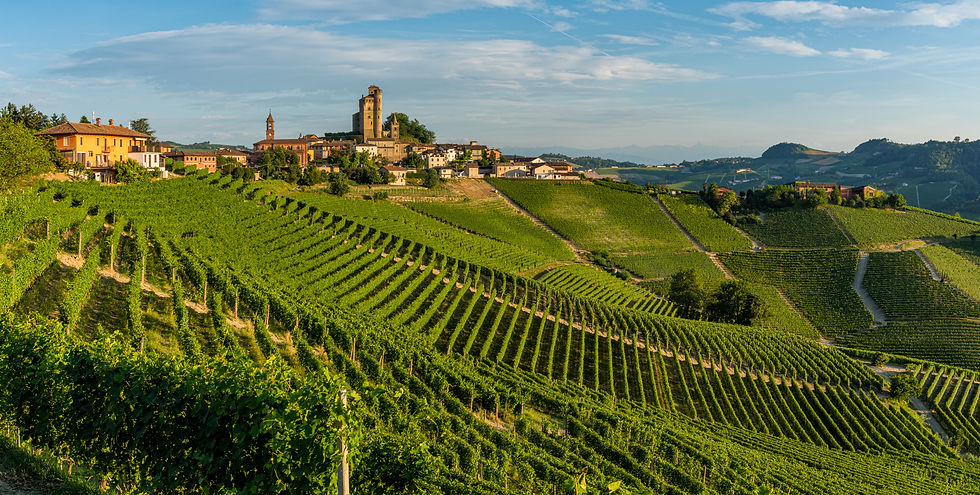 Sloped Vineyard.jpeg