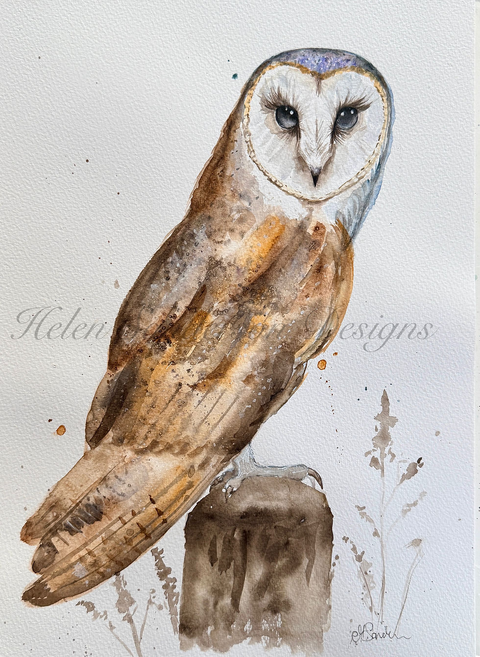 Thumbnail: Barn Owl