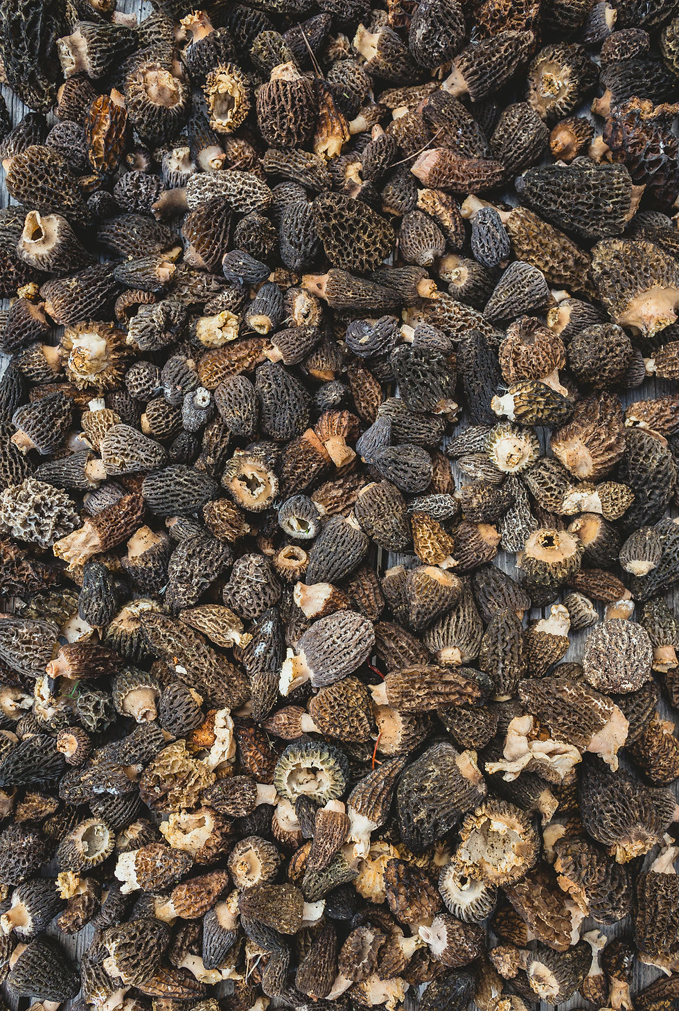 Thumbnail: Forage The Boreal