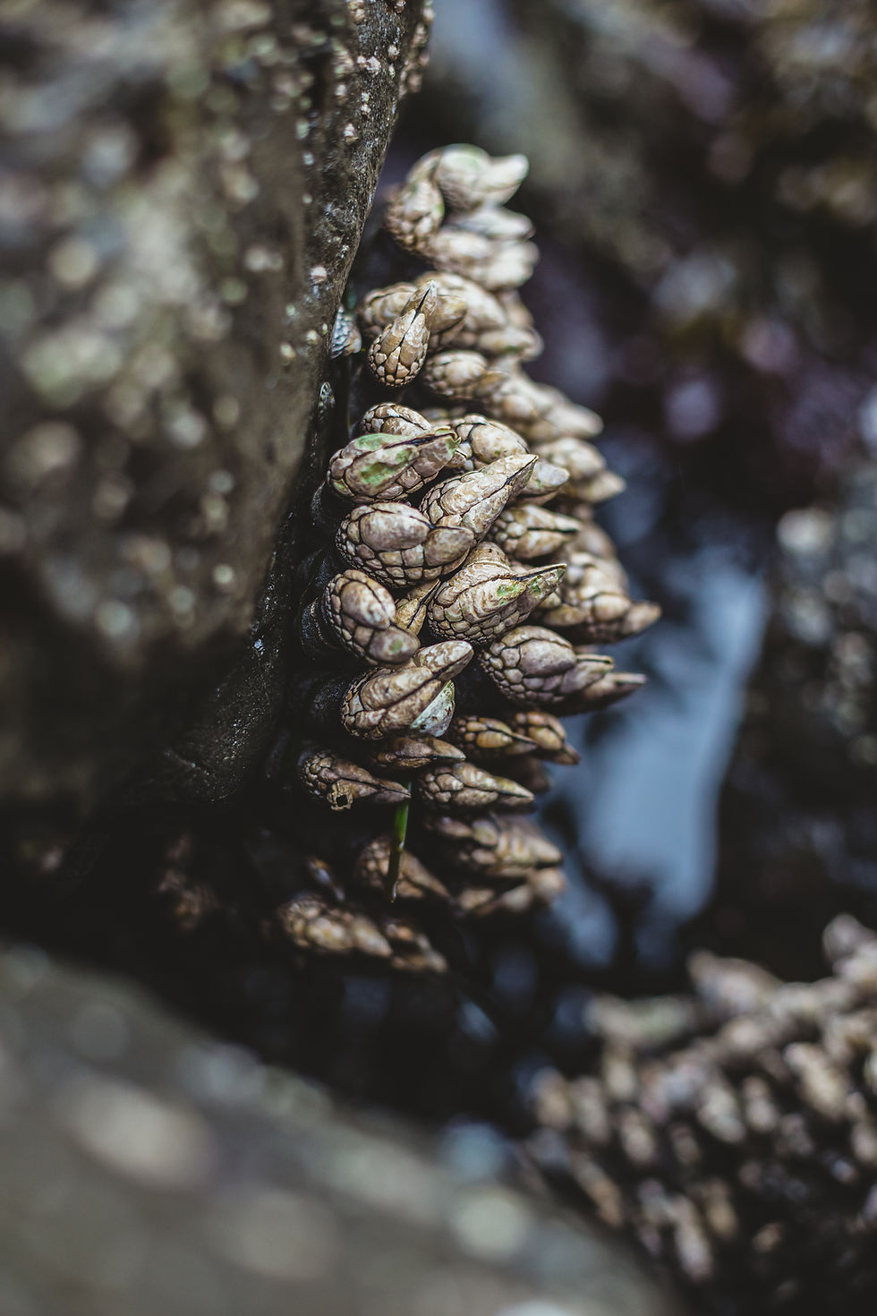 From The Wild - S10E4 - Goose Barnacles 1