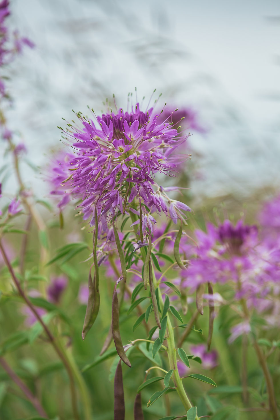 Thumbnail: Forage The Grasslands