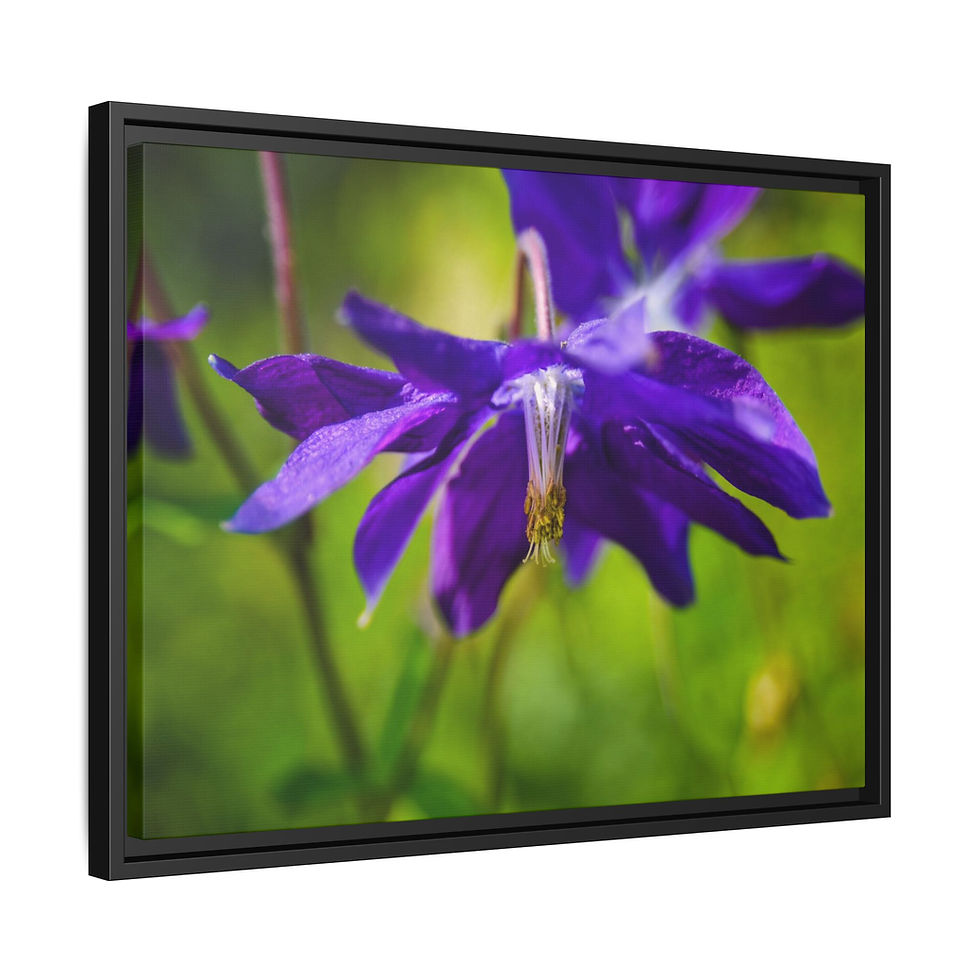 Thumbnail: Purple Columbine 