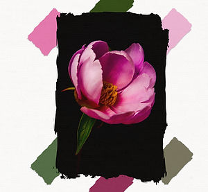 Just Bloom Clicks for a Cause