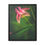 Thumbnail: Flamingo Blooms