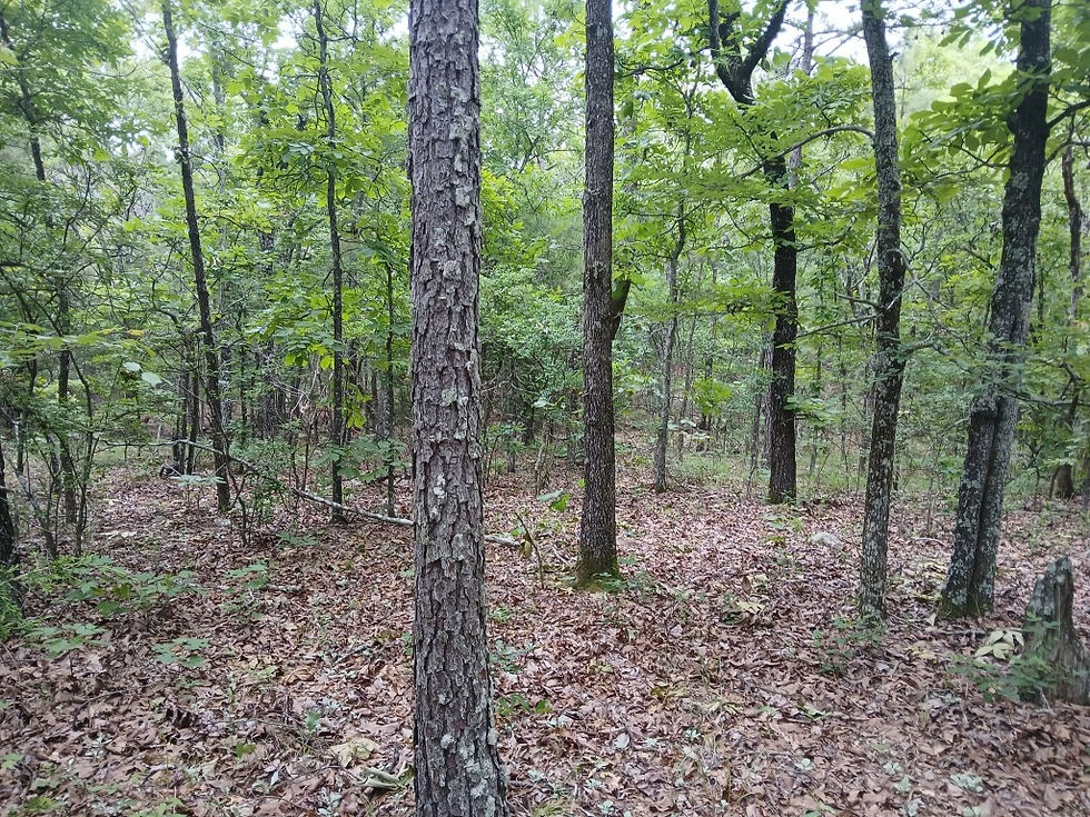 Thumbnail: 50 Acre Off Grid Property Latimer County Oklahoma