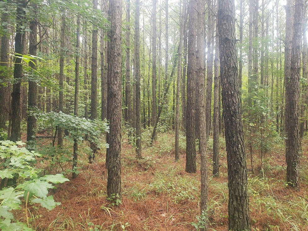Thumbnail: 6.4 Wooded Acres Central Arkansas