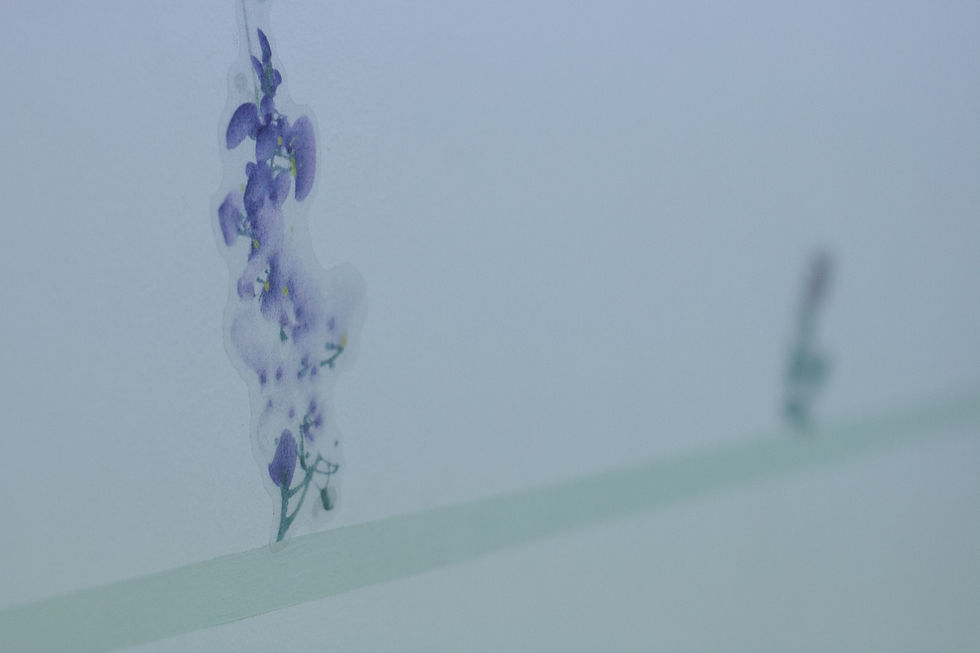 Lavanda-36