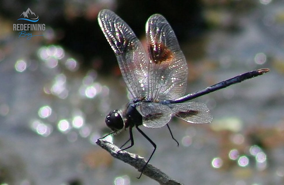 THE MAGIC OF DRAGONFLIES...THEIR HIDDEN MEANING