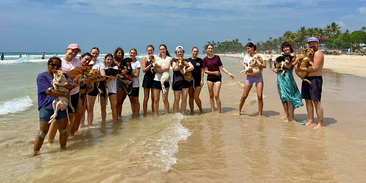 Visitors spending time with rescued dogs from Animal SOS Sri Lanka near the sanctuary in Ahangama