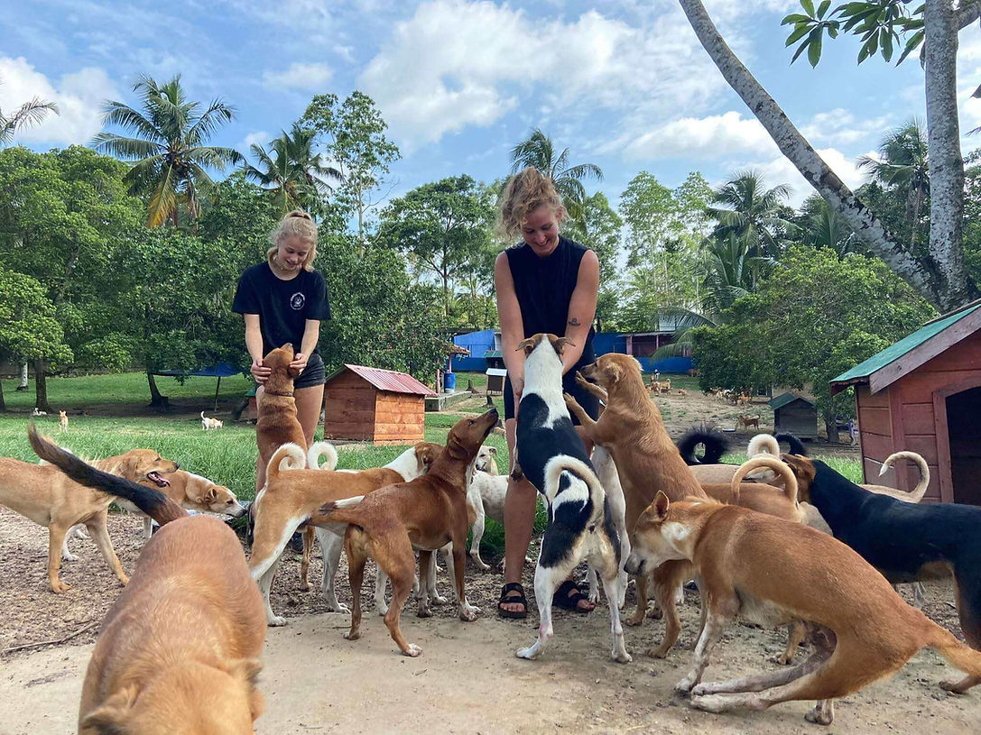 Animal SOS Sri Lanka team members caring for rescued street dogs at the sanctuary in Sri Lanka