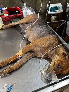 Injured Linda being treated for her wounds on a table in the clinic at Animal SOS Sri Lanka's Sanctuary