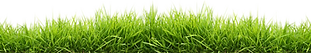 Thick Grass
