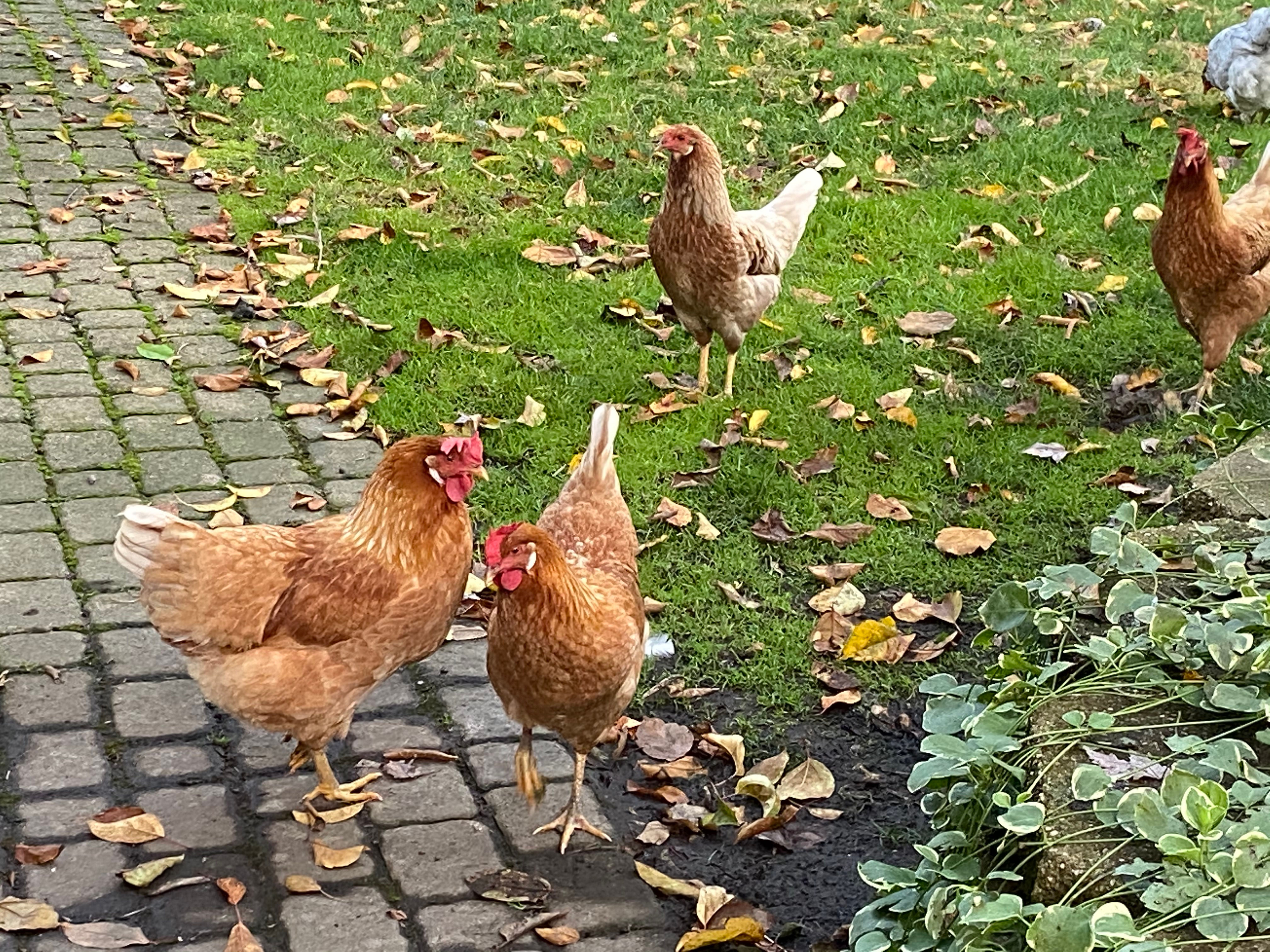 WHITING TRUE GREEN pullet