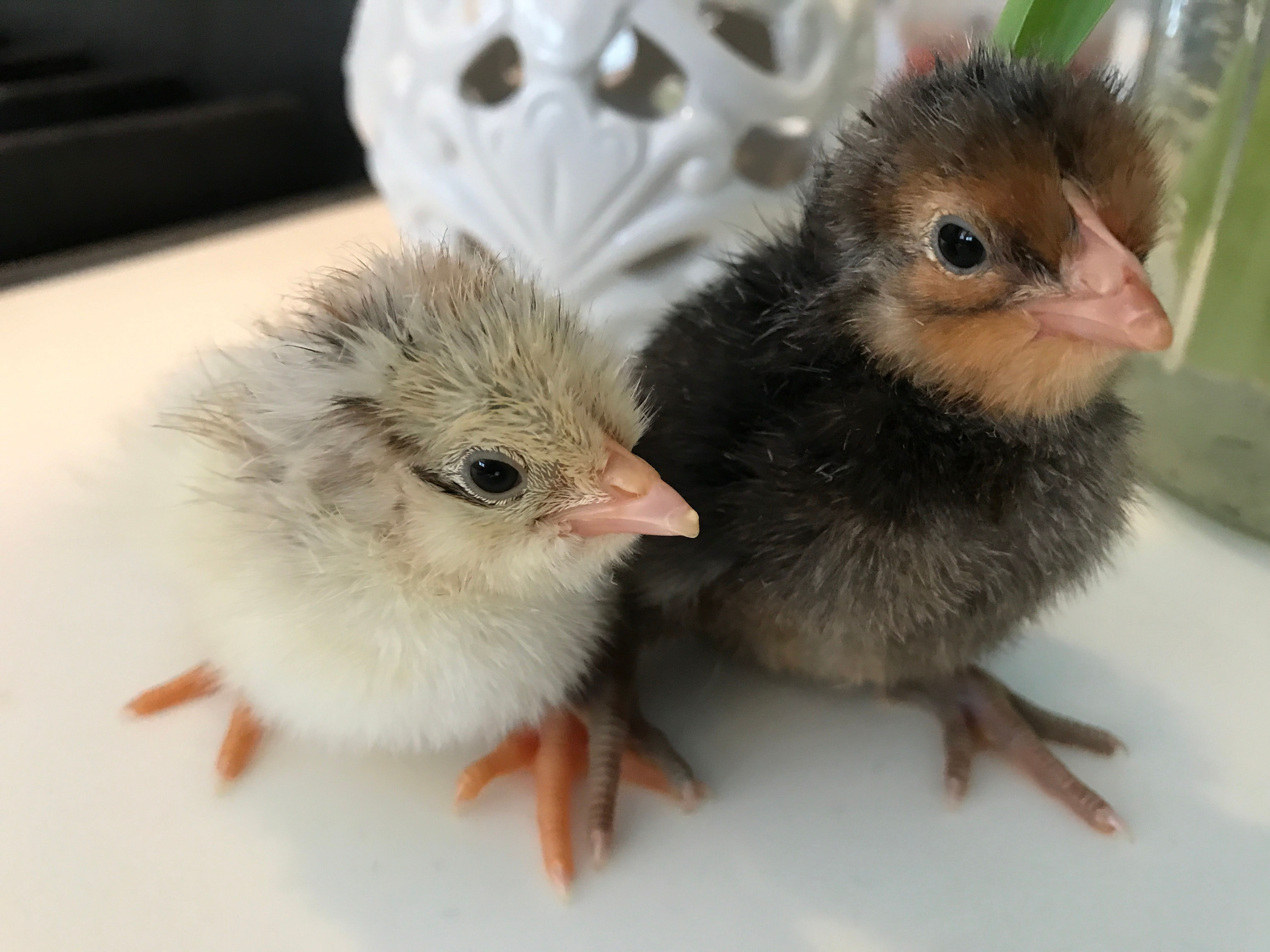 Jubilee Orpington female chick