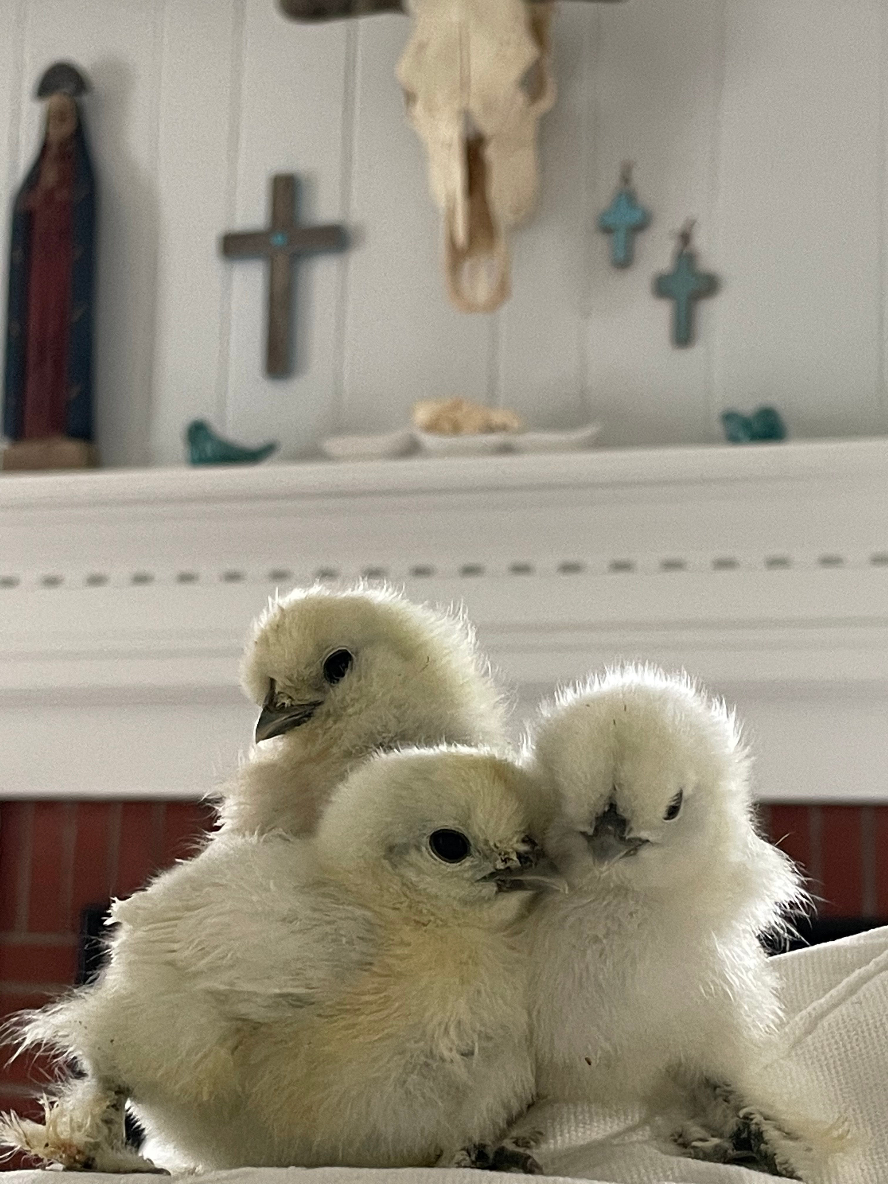 Silkie: Straight Run