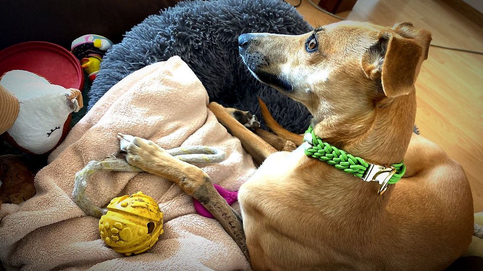 Miniaturbild: Makramee Hundehalsband - Natürliche Abwehr! Handgemacht mit Liebe!