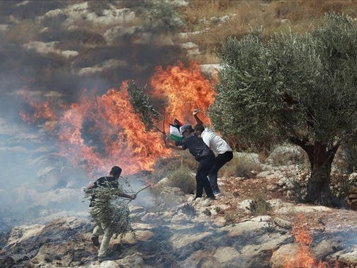مستوطنون يحرقون مئات الدونمات المزروعة بالزيتون جنوب نابلس