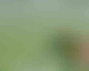 Eutrophication on river water