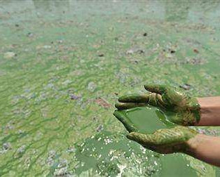 Eutrophication on river water