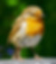 Cotswold Gardens Tour