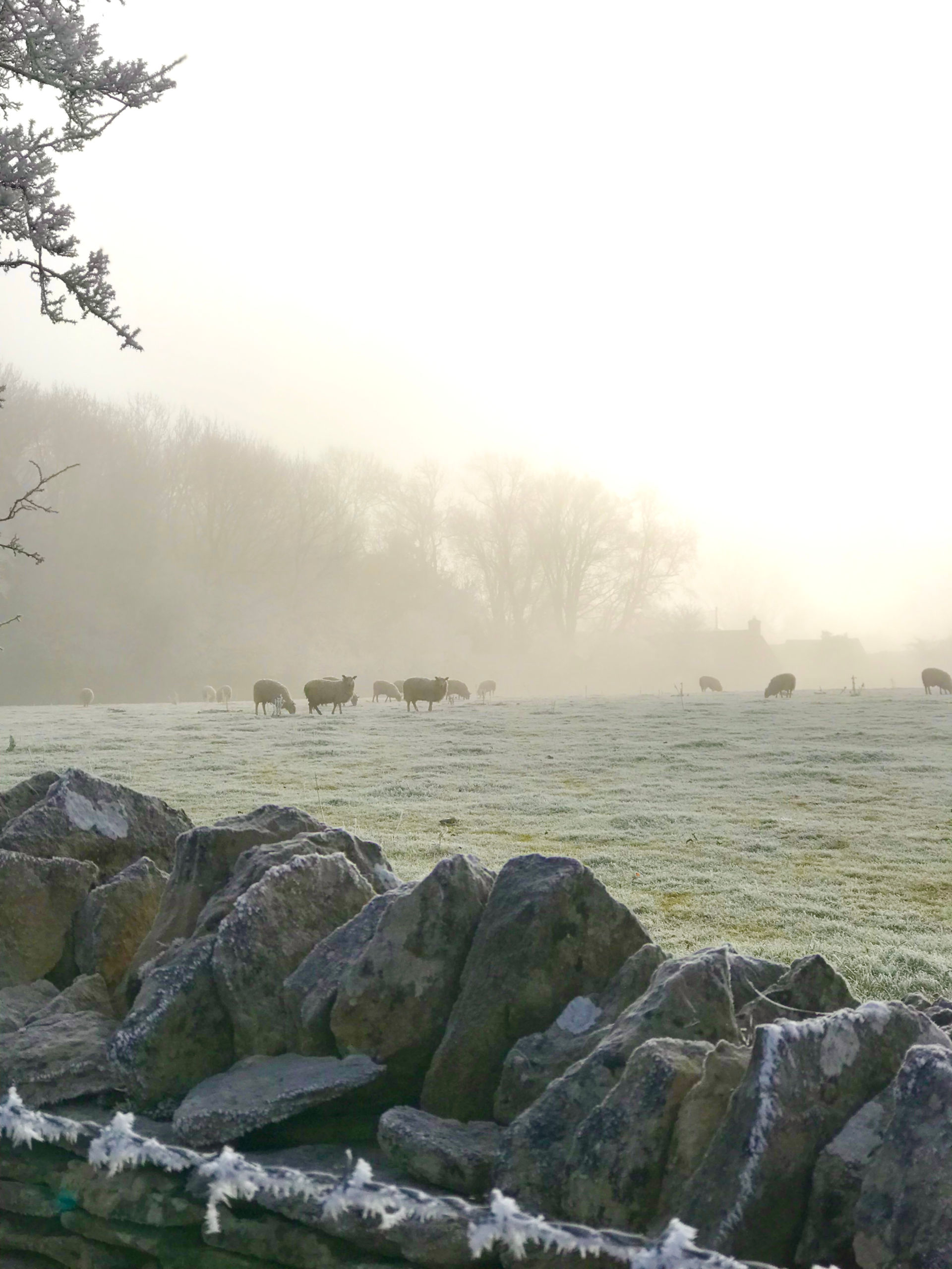 Cotswold Sheep in Bibury