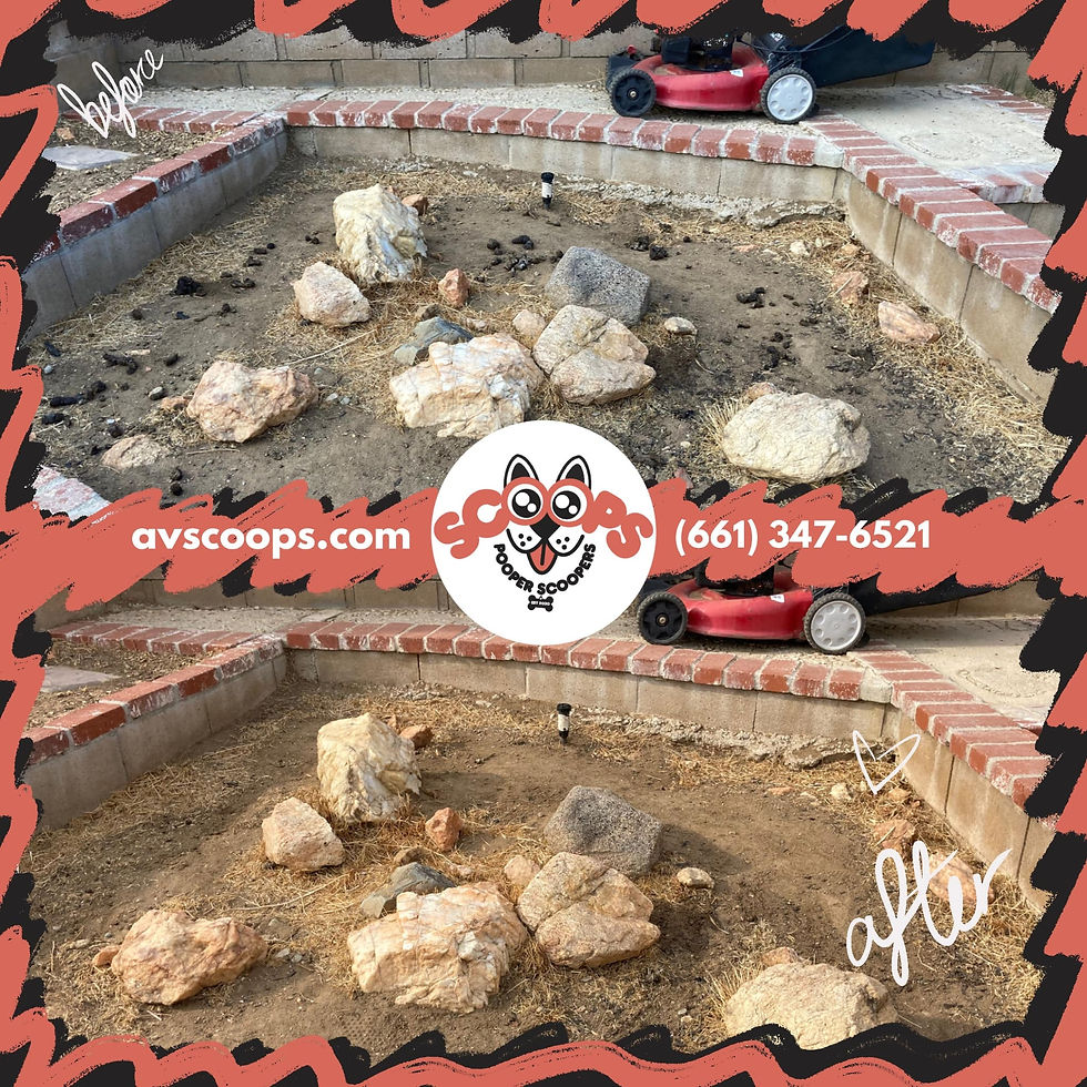 Quartz Hill, CA Poop Scooping Before & After