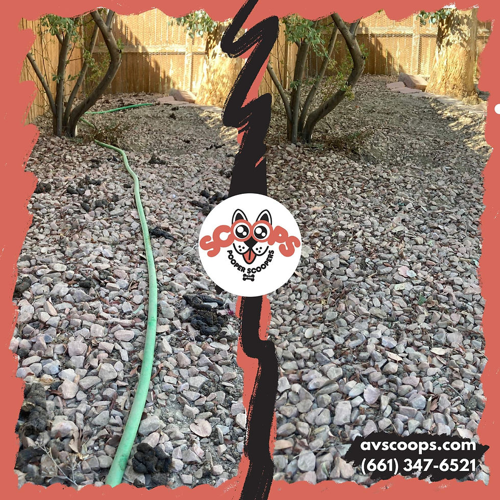 Rosamond, CA Poop Scooping Before & After