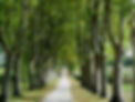 allée-platanes-chateau-guiraud-800m-de-la-sauternaise.jpg.jpg