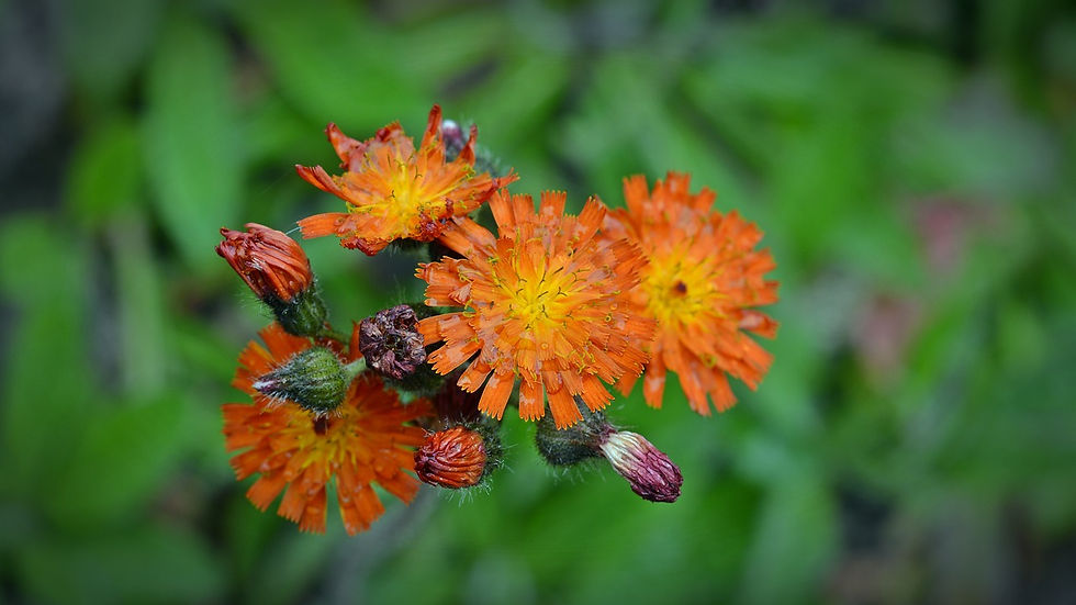 Orangrotes Habichtskraut - Naturheilkunde
