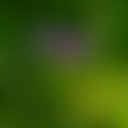 Berg-Flockenblume: Das beeindruckende Wildkraut - Erkennungsmerkmale, Fundorte und gesundheitlicher Nutzen