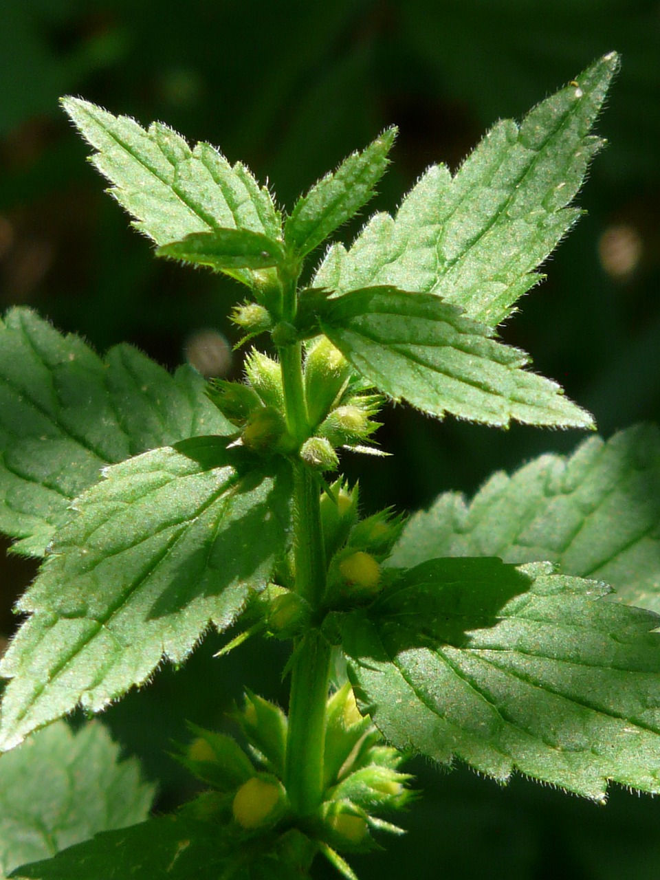 Gewöhnliche Goldnessel als Naturheilkraut Superfood