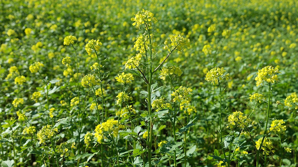 Ackersenf das Naturheilkraut