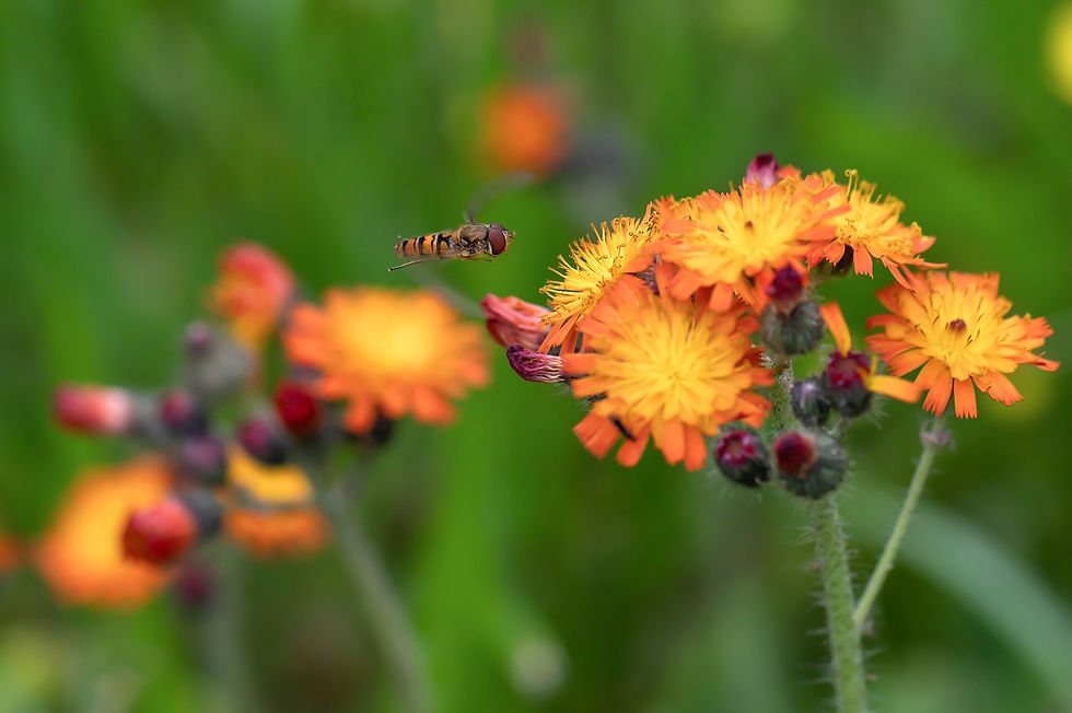 Orangrotes Habichtskraut für Insekten und Vögel