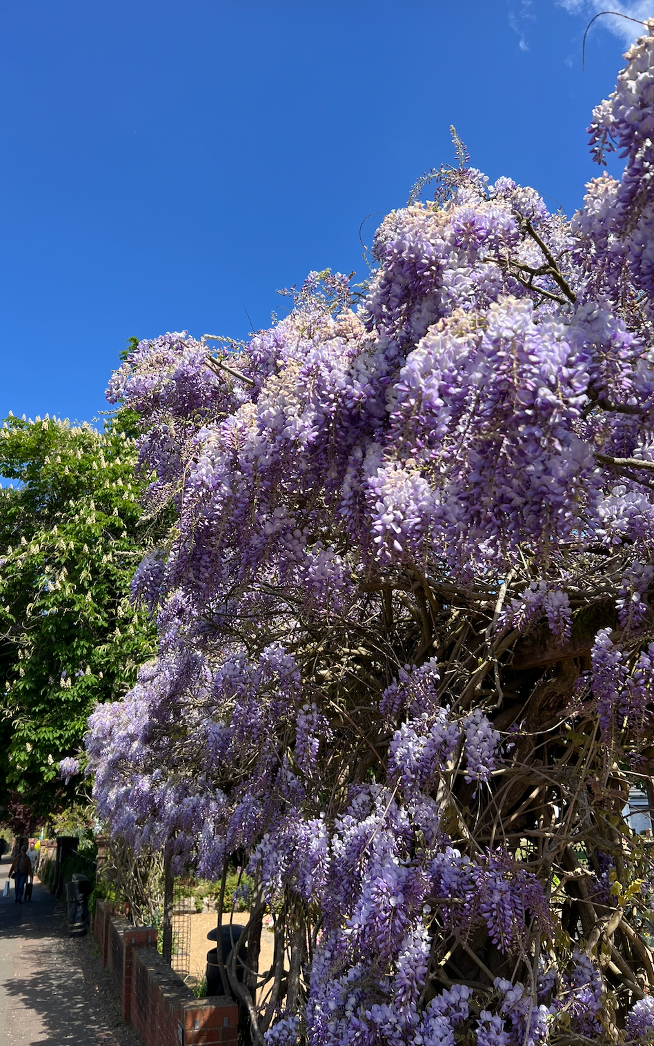 A large flowering Wisteria and Sevenoaks Vine