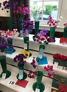 Photo of sweet pea exhibits