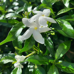 【神様から聞いた "電氣" のお話①】