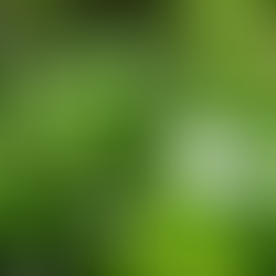 【"ひな祭り" と "ご先祖様"】