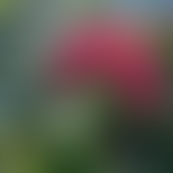 【今日の あなた に伝えたい☺️🌸】