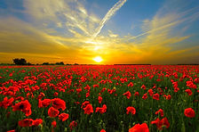 sunset-815270_1920_edited.jpg