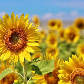 【 不安 の対極には ◯◯ がある】