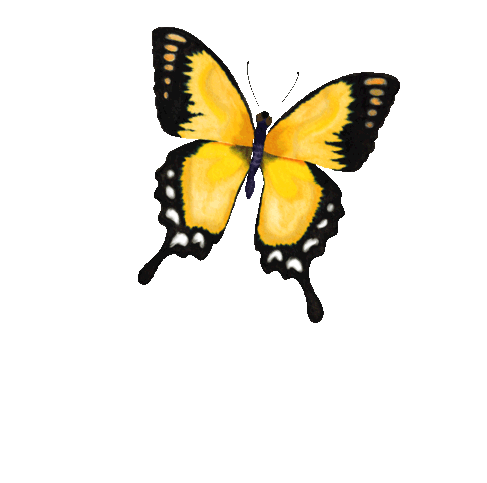 butterfly3.gif