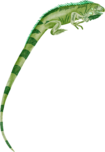 iguana2.gif