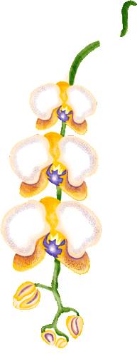 orchid.gif