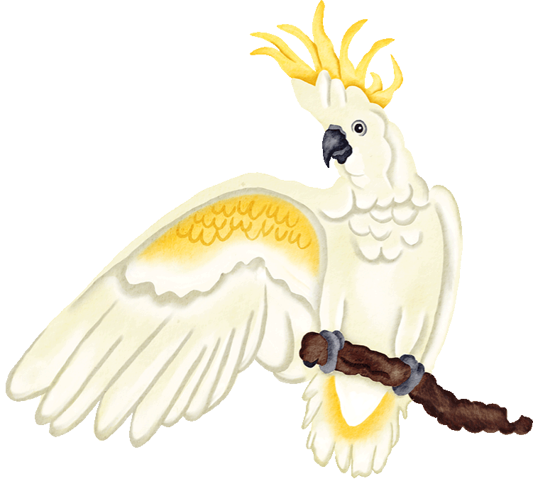 Cockatoo_Parrot_Bird.gif