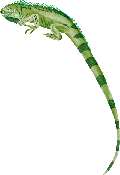iguana.gif