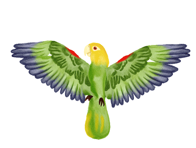 Parrot_Open_Wing-2.gif